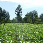 Kenyan Agritech Startup Apollo Agriculture Receives USD 500 K From Dutch FMO And Rabobank Foundation