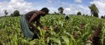 Why The African Startup Ecosystem Could Use More AgriTech Enterprises