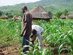 Kenyan Startup FarmDrive To Credit 3 Mn Farmers After Receiving Additional Investment