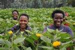 Over 44K Rwandan Farmers And SMEs To Benefit From A Netherlands-Funded Project