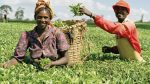 ﻿AfDB Gives Africa’s Agricultural Sector USD 740 K From USD 23 Mn Fund