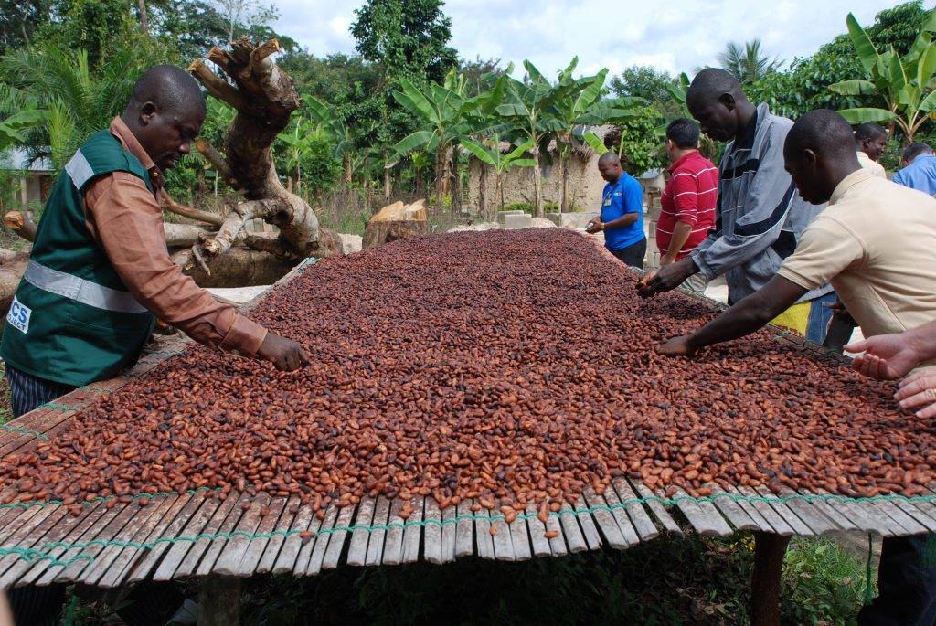 Kenya Unveils Cocoa Production With Help Of Investor - WeeTracker