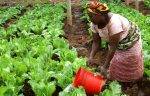 USAID Unveils USD 300 Mn Agribusiness Investment To Boost Nigerian MSMEs