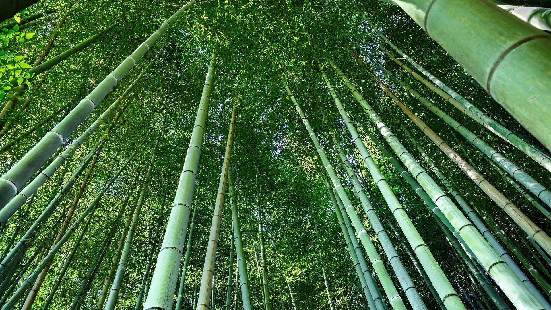 Bamboo in Ethiopia