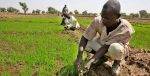 How Easy Is Doing Agribusiness In Nigeria? The U.S Is Facilitating USD 300 Mn For A Better Answer