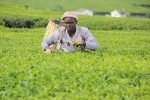 Rwanda’s Tea Quality Outshines Kenya’s, Attracts Higher Prices From International Buyers