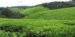 Renowned Kenyan Tea Firm To Venture Into West And South Africa