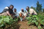 Kenya Ranked The leading Country In Africa In The Use Of Agritech
