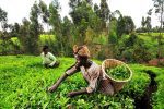 Kenya’s Declining Diversification in Commercial Agriculture a Worry for the Economy