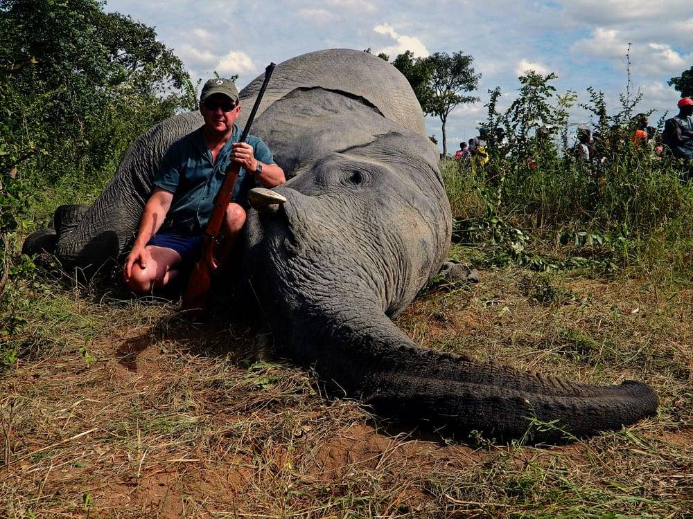 Botswana Elephants Are Being Hunted To End An Animal-Human Conflct