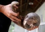 Gabonese Have High Taste For Pangolins & Even A Global Pandemic Might Bring No Change