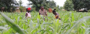 Injaro Strikes An Exit From Ghana's Maize Seed Producer M&B