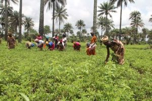 Ghanaian Agritech Startup WamiAgro Raises USD 227 K Funding