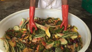 Tanzanian Agritech BioBuu Raises USD 200 K To Scale Insect  Production