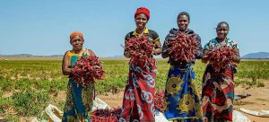 AgDevCo Ventures Raises USD 49 M To Back East African Agri-SMEs